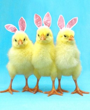 easterchicks_34984291.jpg